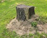 Can I use an auger on a tree stump?