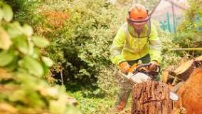 Can you cut tree roots with a chainsaw?