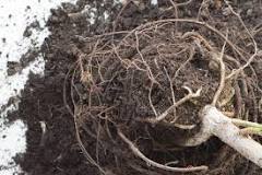 Can you leave roots in the ground?