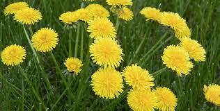 How do you keep dandelions from growing in your grass?