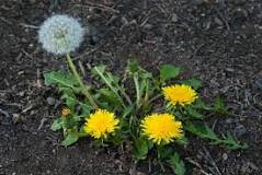 How do you keep dandelions from spreading?