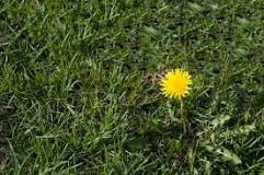 What kills dandelions but not the grass?