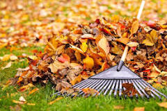 Are leaves easier to rake wet or dry?