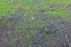 Will grass clippings help grass seed grow?