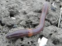Can earthworms make your lawn bumpy?