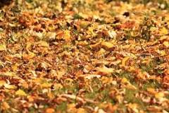 What is an efficient way to clear a lawn of fallen leaves?