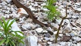 Do snakes like pea gravel?
