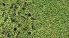 Does aerating help with thatch?