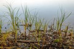 How do I get rid of weeds in my lake naturally?