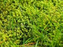How do you keep moss from coming back?