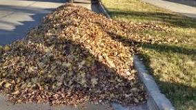 Should I mulch my leaves or pick them up?