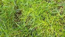 How do you encourage moss and discourage grass?