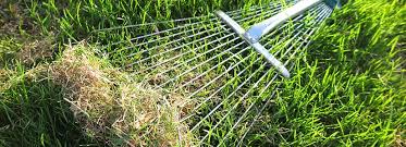 Should grass be wet or dry when dethatching?