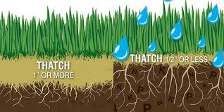 Should you dethatch your yard every year?