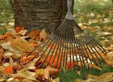 What are the benefits of not raking leaves?