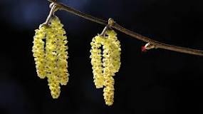 What do catkins turn into?