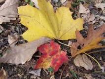 Do mulched leaves make good fertilizer?