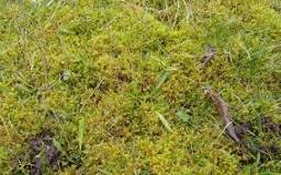 What is the best rake for moss?