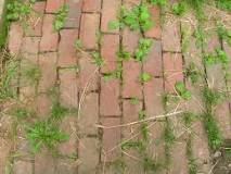 What is the cheapest way to get rid of weeds?