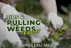 What is the fastest way to pick up weeds?