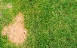 What sand should I use to level my lawn?