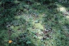 Why do I have so much moss in my lawn?
