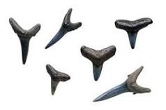 Where do you find megalodon teeth in Florida?